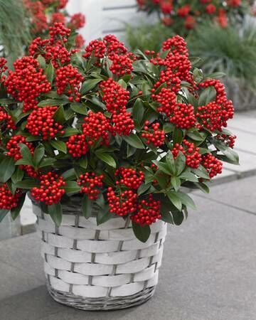 Skimmia japonica ’Pabella’ is een sport van de populaire ’Rubella’ en werd in 2017 uitgeroepen tot de beste noviteit van GrootGroenPlus.