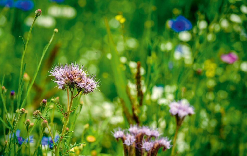 Biodiversiteit 