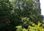 Doorbraak in financiering bomenonderzoek - Anne-Frankboom-170x120