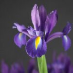 Iris Discovery Purple