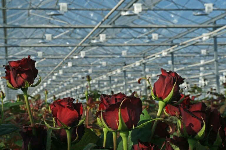 Nederlands areaal snijbloemen groeit voor het eerst deze eeuw