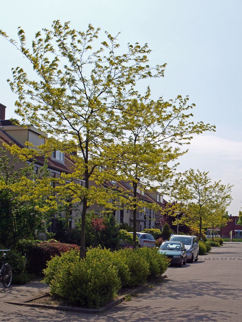 Gleditsia triacanthos 'Skyline'