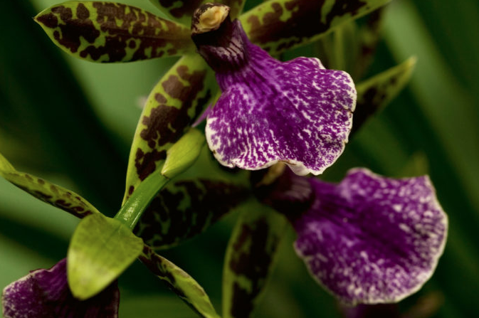 Positiviteit bij exclusieve orchidee