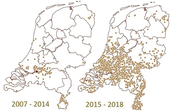 Buxusmot koloniseert Nederland