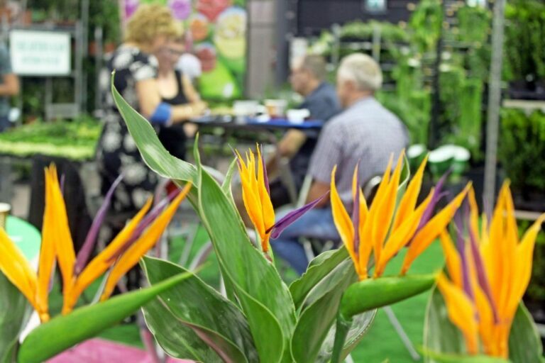 Positivisme overheerst bij Belgische plantenkwekers op Florall