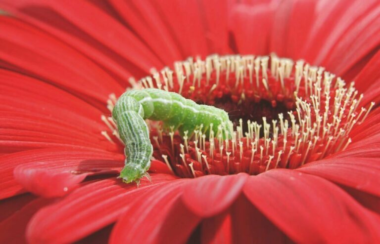 Rupsenbestrijding in gerbera een legpuzzel