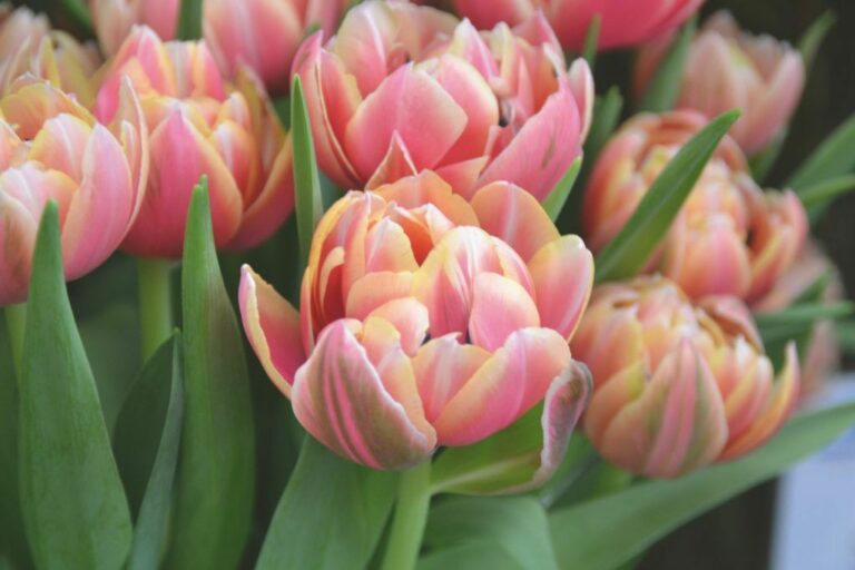 Start tulpenseizoen markeert onbestendige verwachtingen