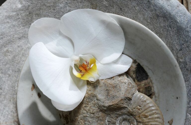 Wie kan imago orchidee verbeteren?
