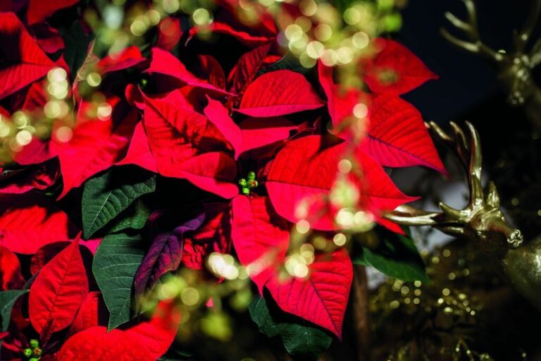 Syngenta Flowers weer lid van Stars for Europe Poinsettia