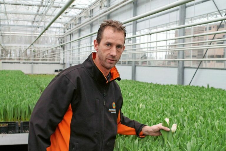Fred van Schagen: Bolprijs tulp bepaalt koers van broeierij