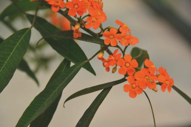 Euphorbia fulgens grillig in teelt en stabiel in de mark