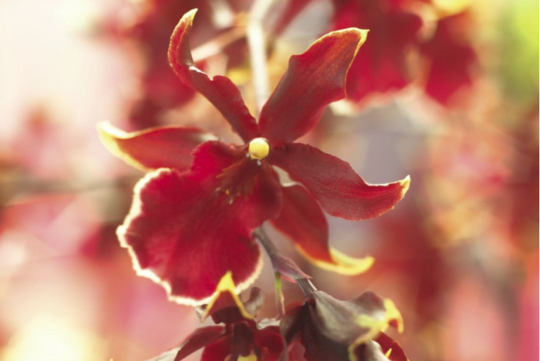 Cambria-orchideeën maken vliegende start in 2019