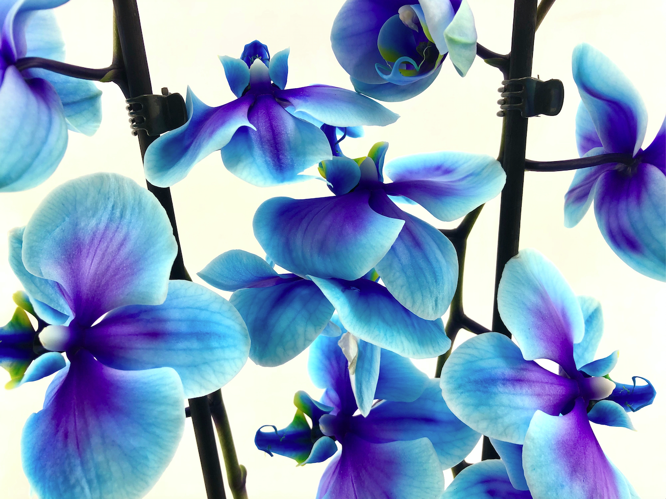 Legal dispute disrupts dyed-phalaenopsis market - Hortipoint