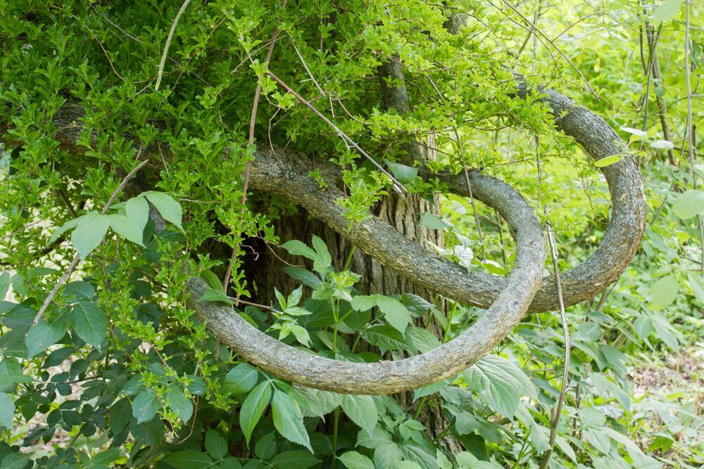 De boomwurger Celastrus orbiculatus is een houtige klimplant.