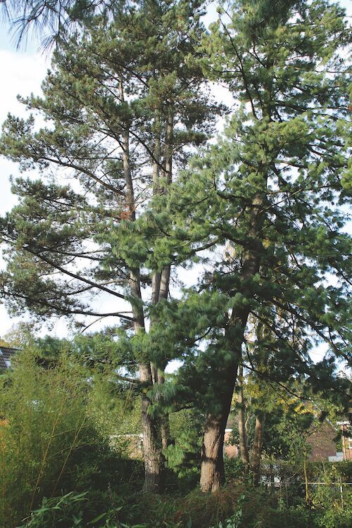 Botanische tuin Kerkrade Pinus