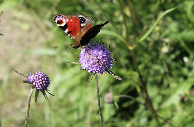 Succisa pratensis - Blauwe knoop