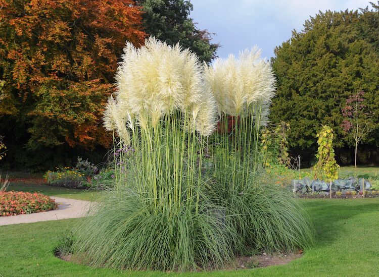 Cortaderia selloana Hoog pampagras 