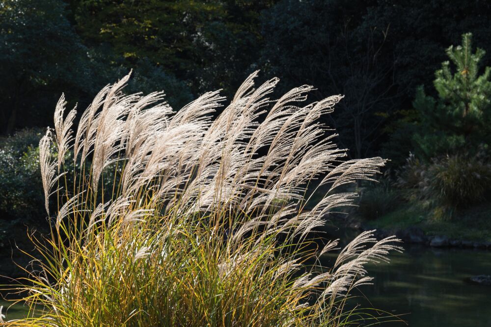 Miscanthus sinensis