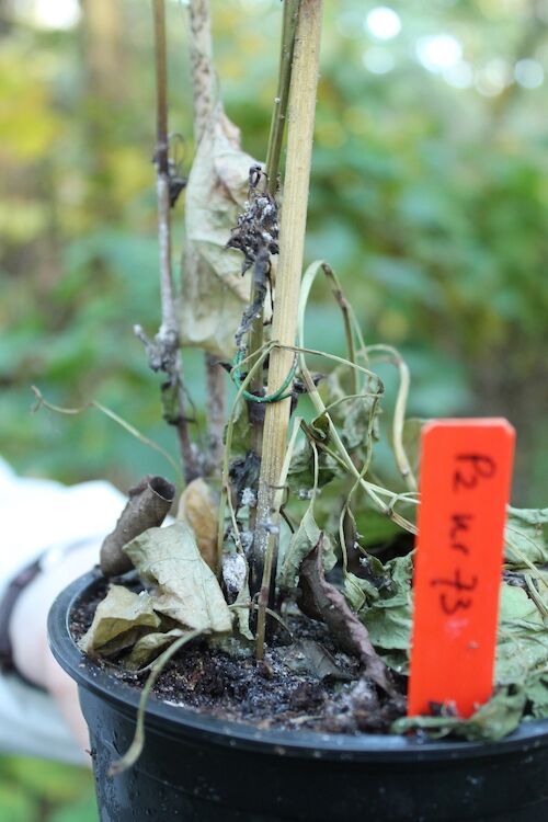 Aangetaste planten - uitzetten bladvlo Japanse duizendknoop