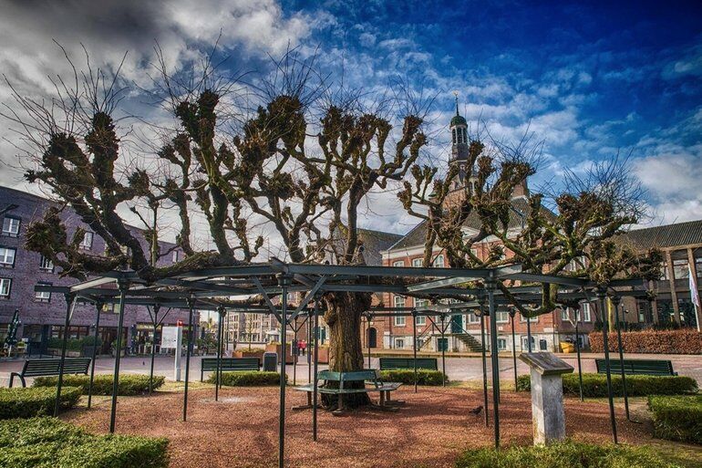 De winnaar van 2020: de Moerbeierboom (Tilia platyphyllos) op de Markt in Etten-Leur.