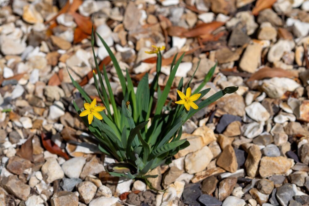 Sisyrinchium californicum