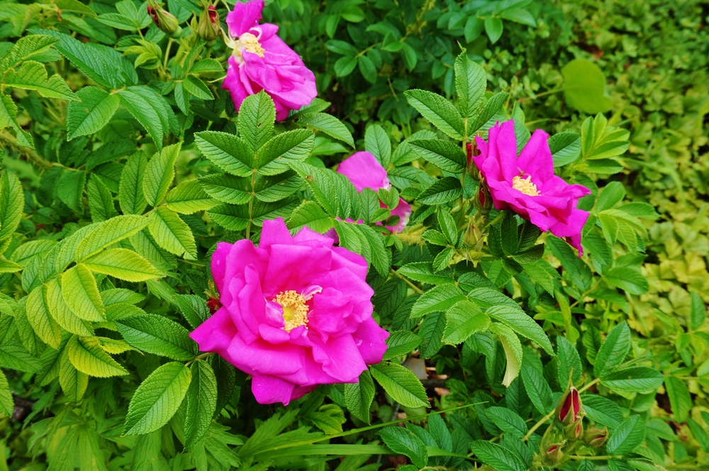 Rosa rugosa