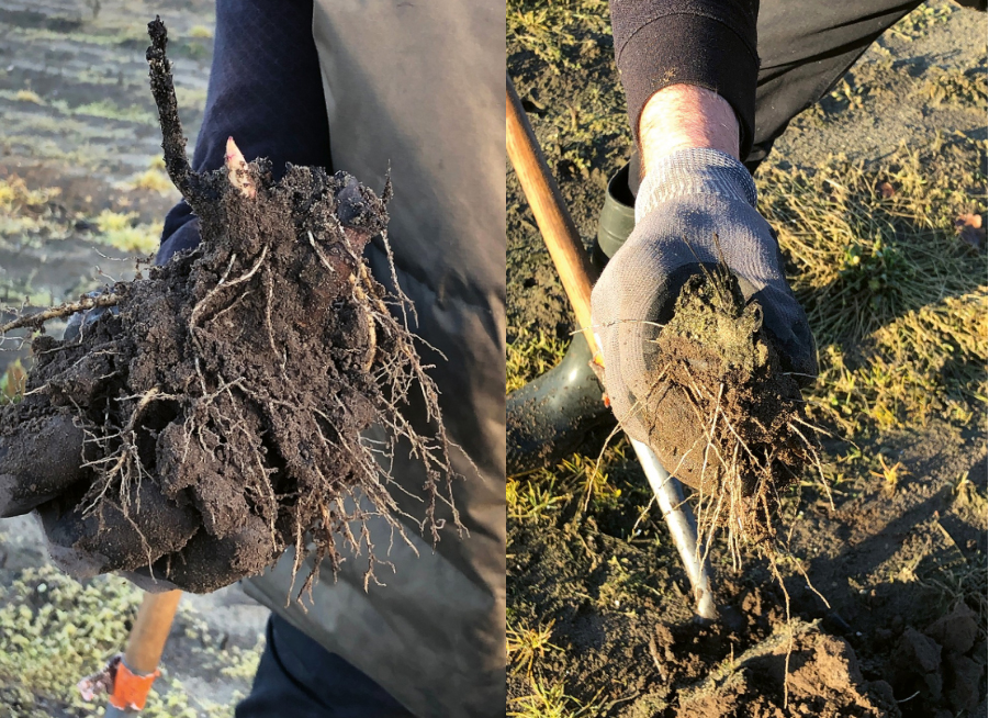 Links behandelde en rechts onbehandelde wortels van Paeonia ’Kansas’ in het kader van het POP3-project ‘Duurzame teelt, gezonde producten’, mede gefinancierd door de Provincie Limburg en de Europese Unie. (foto: Hans Smeets)