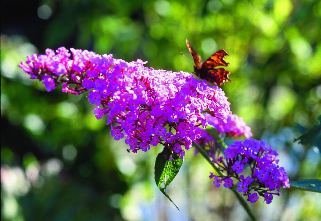 Buddleja