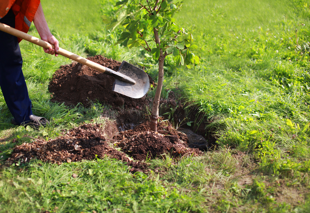 Bomen geplant