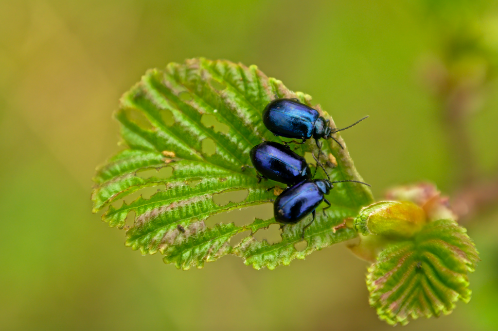 insectenrijke bomen