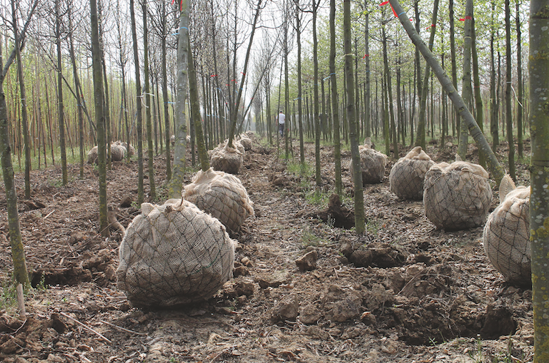 Met lintjes gemerkte en gerooide laanbomen