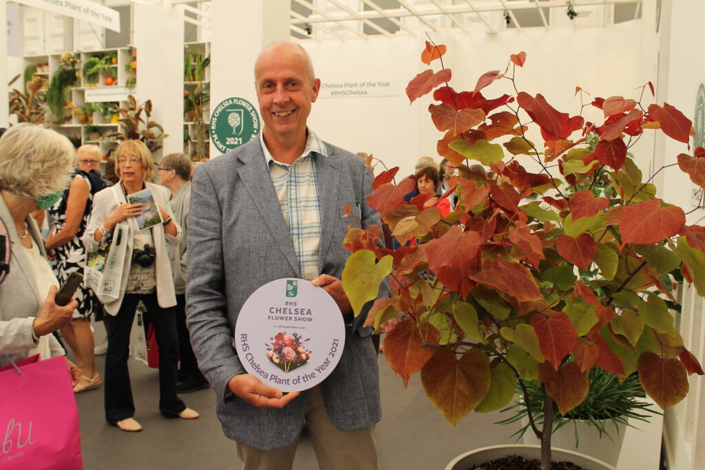 Hugh Povey met Cercis canadensis Eternal Flame