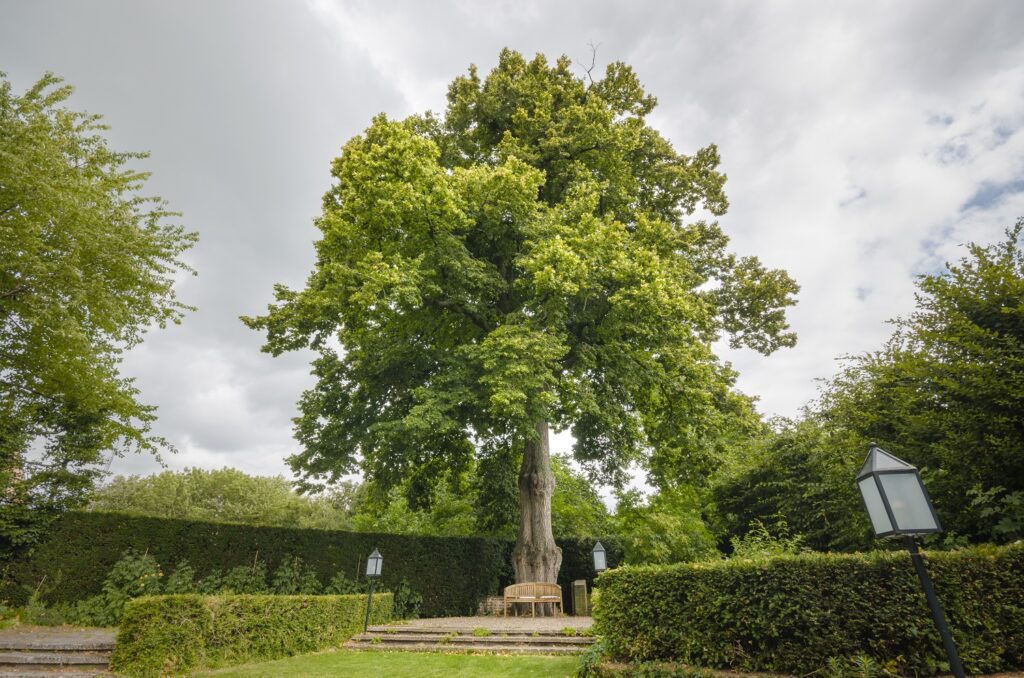 De Limburgse kandidaat voor de titel boom van het jaar 2021