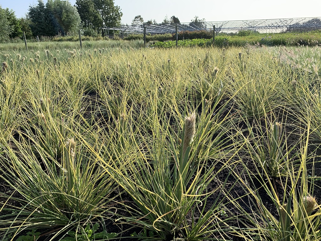 Goudbonte Cortaderia